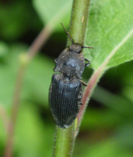 Mucor (Köpfchenschimmel) — Bild 4