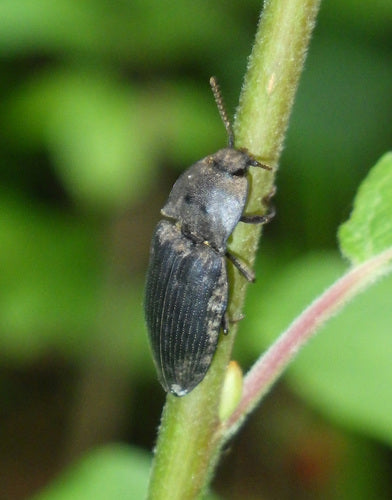 Mucor (Köpfchenschimmel) — Bild 3