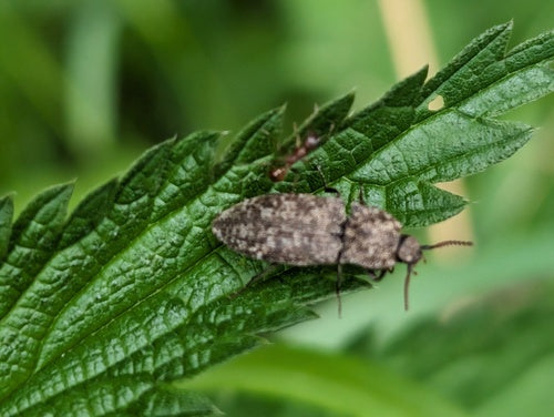 Mucor (Köpfchenschimmel) — Bild 1
