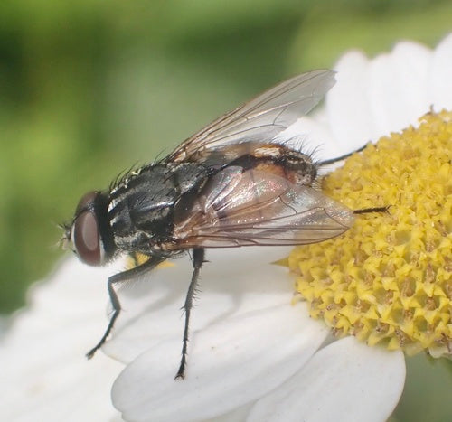 Musca Autumnalis — Bild 5