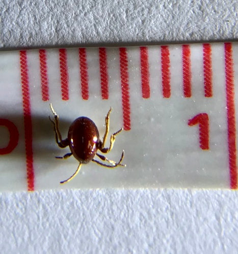 Nagekäfer — Bild 4