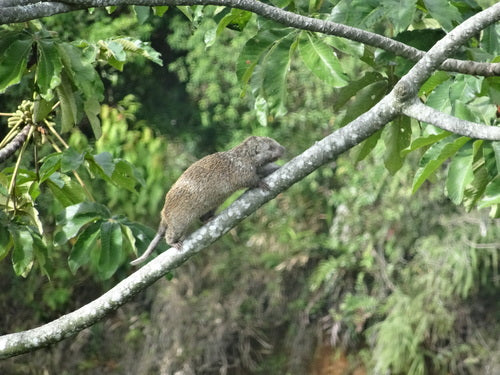 Nagetiere — Bild 1