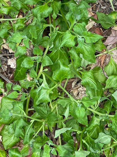 Neuseelaender Spinat — Bild 4