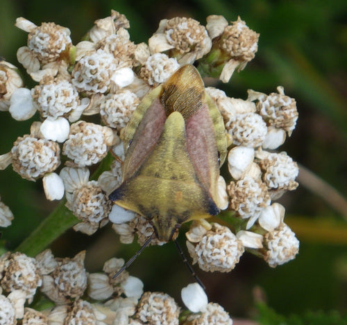 Nördliche Fruchtwanze — Bild 5