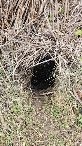 Nutria (Biberratte) — Bild 1