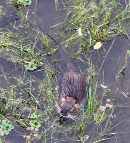 Nutria (Biberratte) — Bild 5