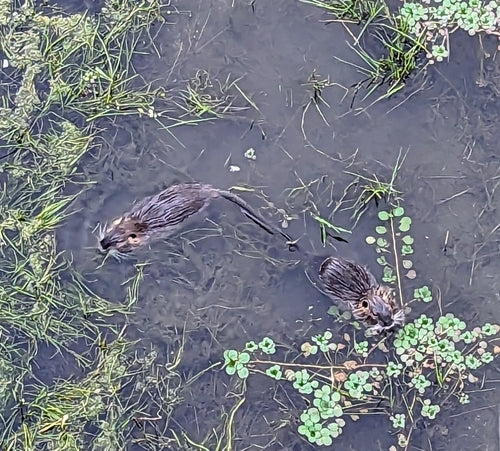 Nutria (Biberratte) — Bild 4