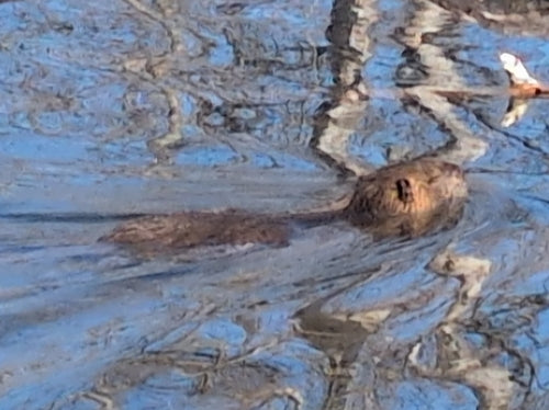 Nutria (Biberratte) — Bild 3