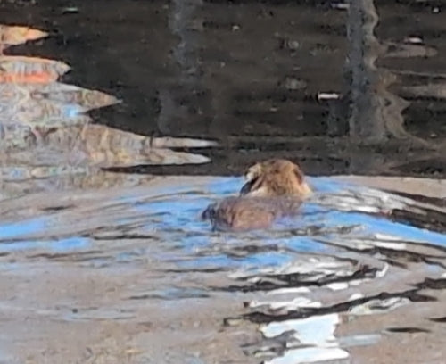Nutria (Biberratte) — Bild 2