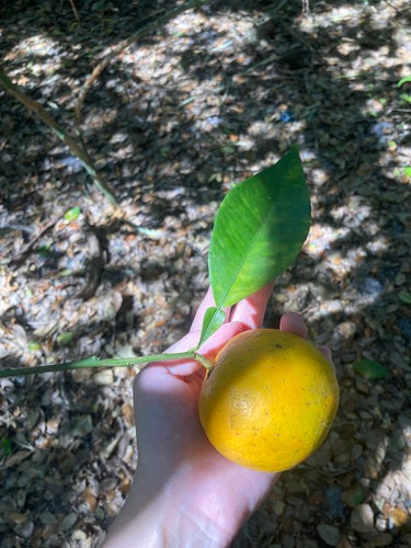 Orangenbaum — Bild 3
