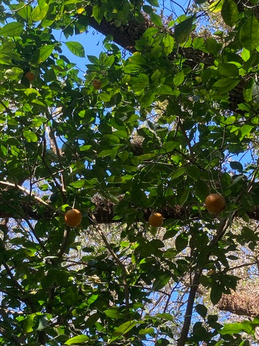 Orangenbaum — Bild 1