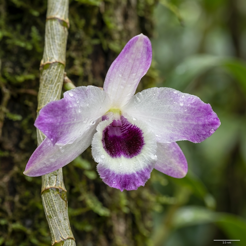 Orchideen