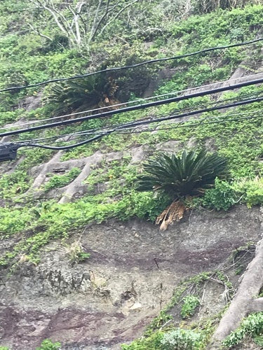 Palmfarn — Bild 3