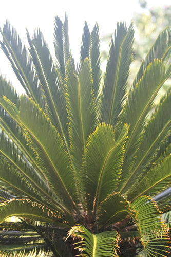 Palmfarn — Bild 5