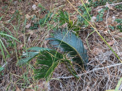 Palmfarn — Bild 2