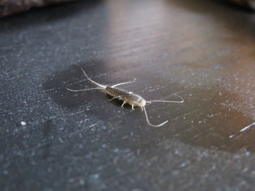 Papierfischchen — Bild 3 von 50