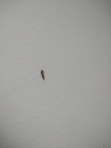 Papierfischchen — Bild 4