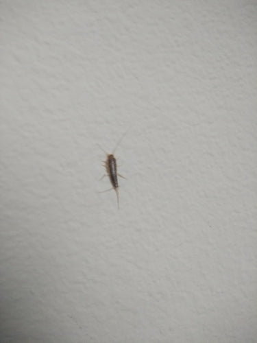 Papierfischchen — Bild 3