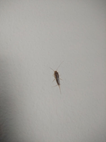 Papierfischchen — Bild 2