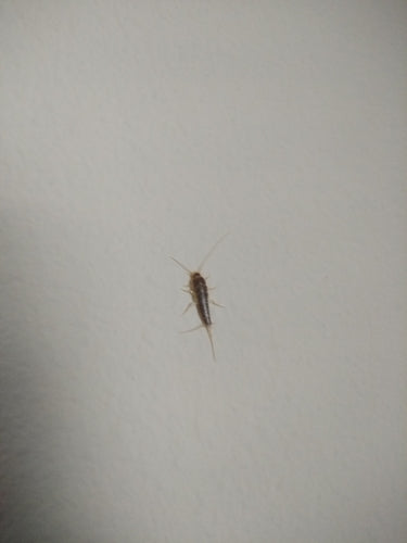 Papierfischchen — Bild 5