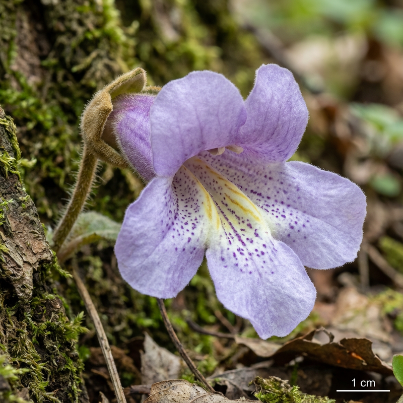 Paulownia