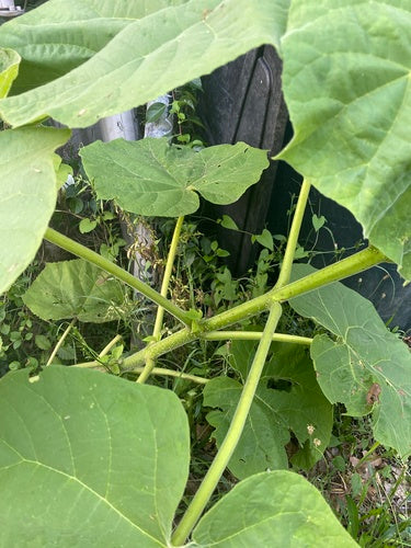 Paulownia — Bild 4