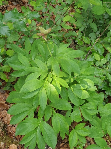 Pfingstrosen — Bild 4