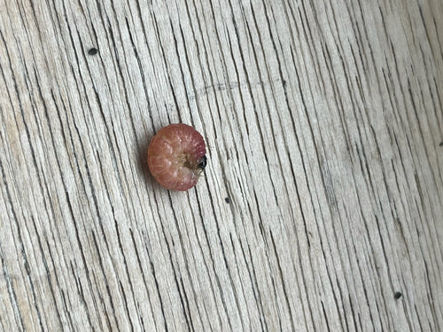 Pflaumenwickler — Bild 2