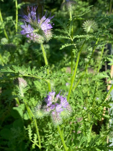 Phacelia — Bild 5