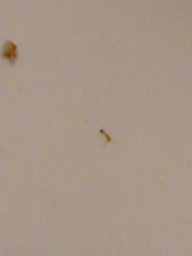 Pharaoameisen — Bild 2