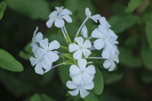 Plumbago — Bild 5