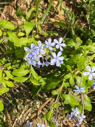 Plumbago — Bild 2