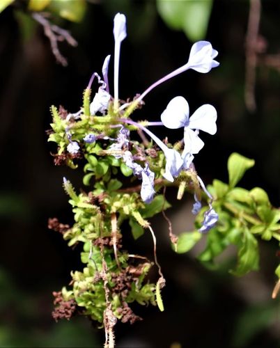 Plumbago — Bild 4