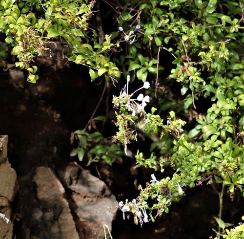 Plumbago — Bild 3