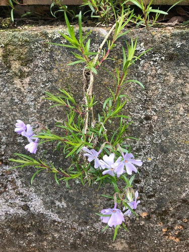Polster-Phlox — Bild 5