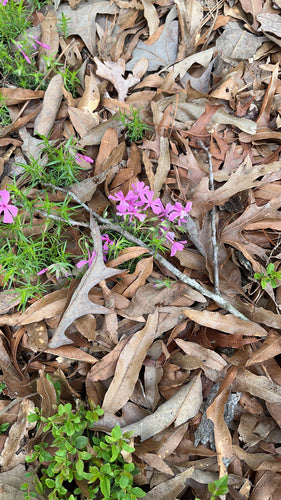 Polster-Phlox — Bild 4