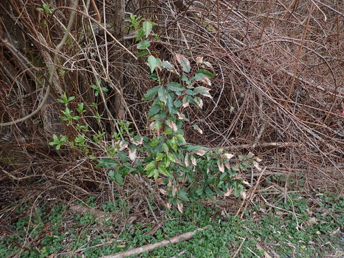 Portugiesischer Kirschlorbeer — Bild 1
