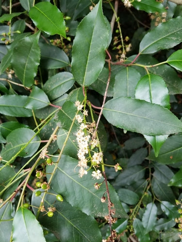 Portugiesischer Kirschlorbeer — Bild 5