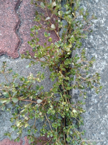Portulak — Bild 3