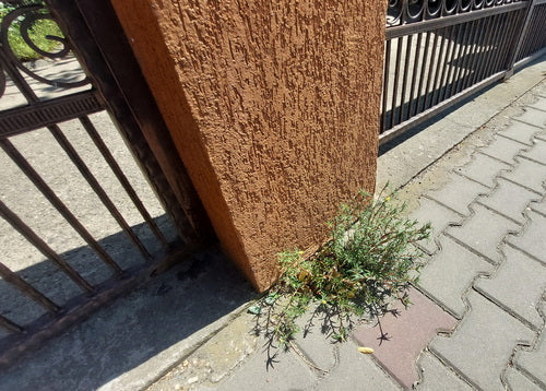 Portulak Roeschen — Bild 2