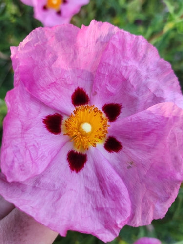 Purpur-Zistrose — Bild 4