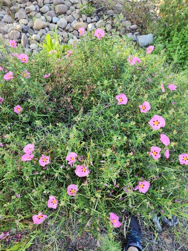 Purpur-Zistrose — Bild 1