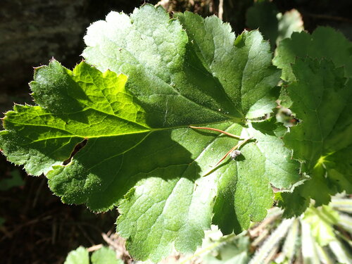 Purpurglöckchen — Bild 5