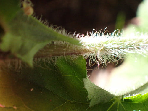 Purpurglöckchen — Bild 4