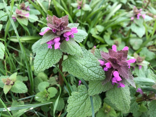 Purpurrote Taubnessel — Bild 4