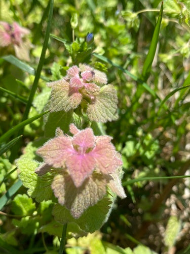Purpurrote Taubnessel — Bild 2