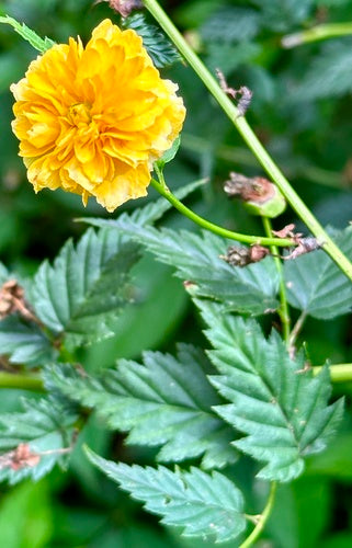 Ranunkelstrauch — Bild 5