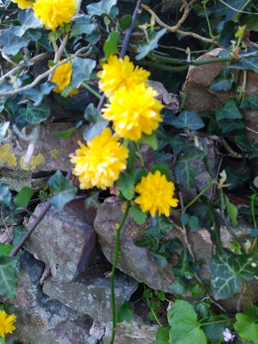 Ranunkelstrauch — Bild 1