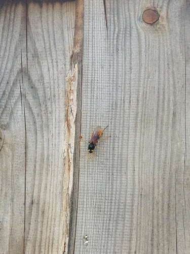 Riesenholzwespe — Bild 5