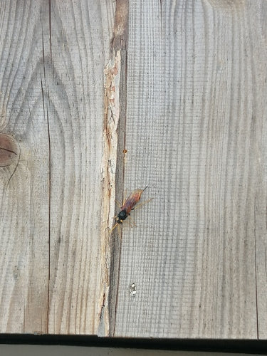 Riesenholzwespe — Bild 4